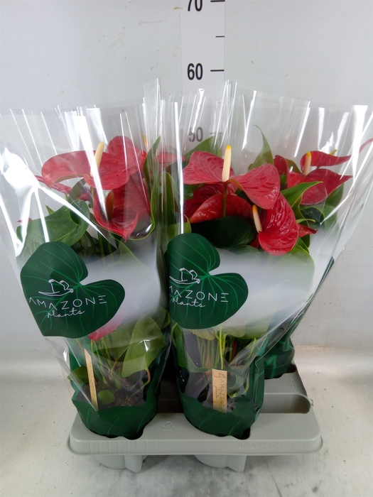 <h4>Anthurium andr. 'Nevada'</h4>