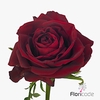 Rosa large ever red