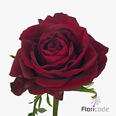 Rosa large ever red
