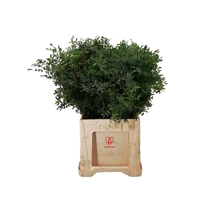 ŽAL PISTACIA 60 CM
