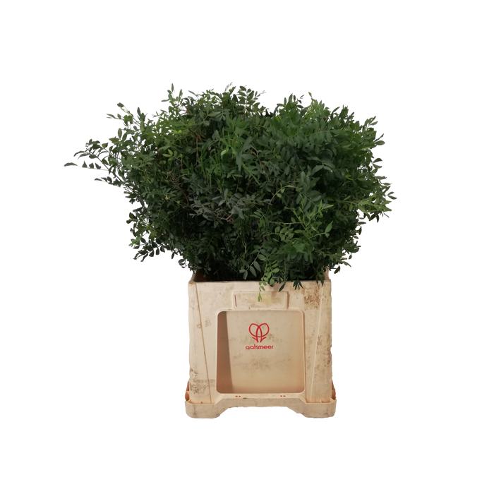 <h4>PISTACIA 60CM</h4>