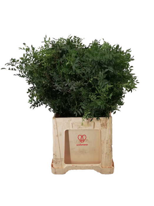<h4>ŽAL PISTACIA 60 CM</h4>