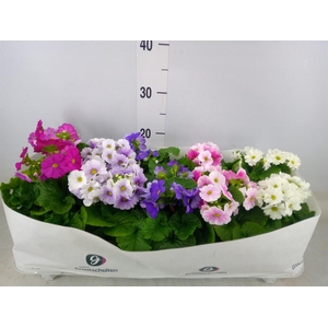Primula obcon. 'SwKiss Amore'  .mix