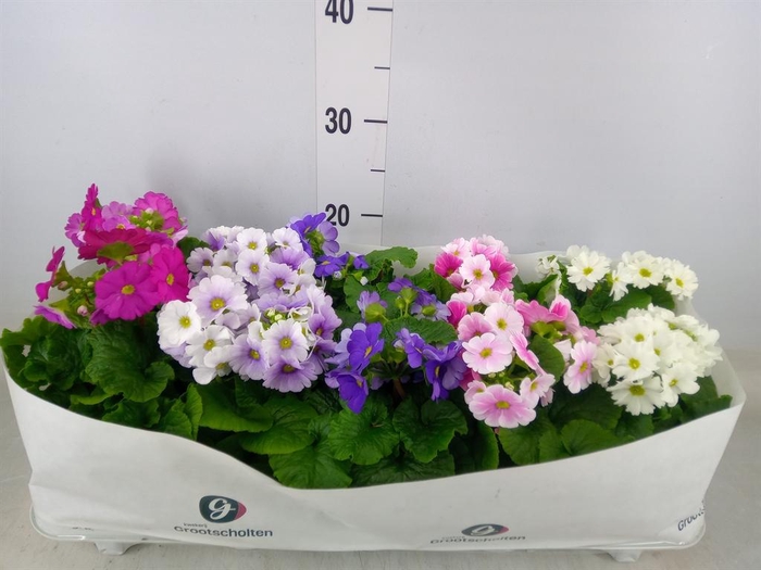 <h4>Primula obcon. 'SwKiss Amore'  .mix</h4>