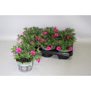 Calibrachoa callie Rose with Eye