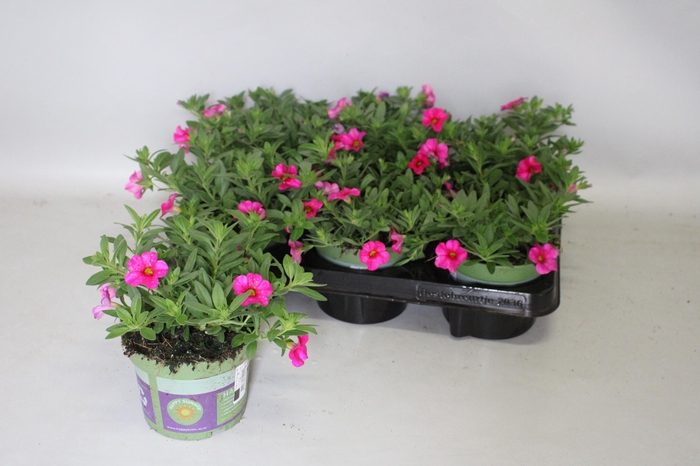 <h4>Calibrachoa callie Rose with Eye</h4>