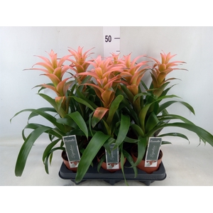 Guzmania  'Melissa'