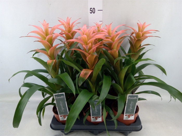 <h4>Guzmania  'Melissa'</h4>