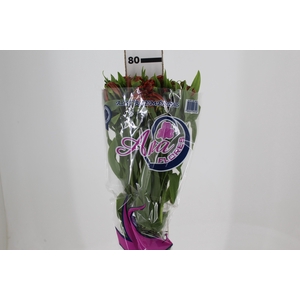 ALSTROEMERIA CINNAMON 080 CM
