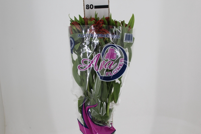<h4>ALSTROEMERIA CINNAMON 080 CM</h4>