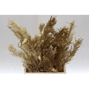 Pinus Mugo Col Gold (p. Bos)