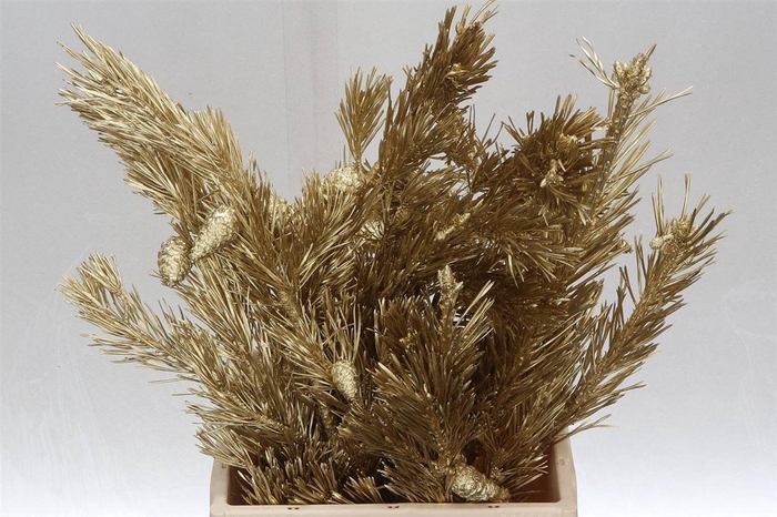 <h4>Pinus Mugo Col Gold (p. Bos)</h4>