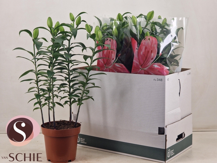 <h4>LIL OR DU RL ZETA</h4>