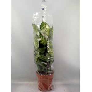 Ficus altissima