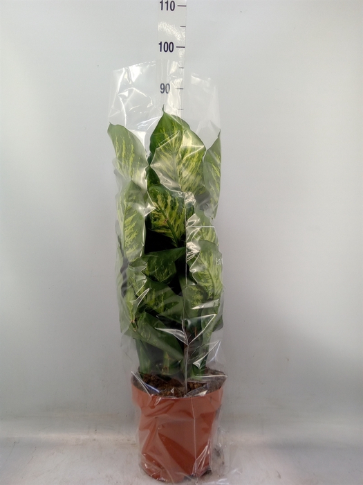 <h4>Ficus altissima</h4>