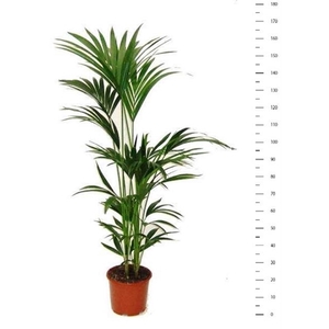 Howea forsteriana 24Ø 160cm 5pp