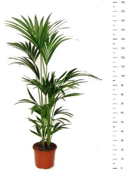 Howea forsteriana 24Ø 160cm 5pp