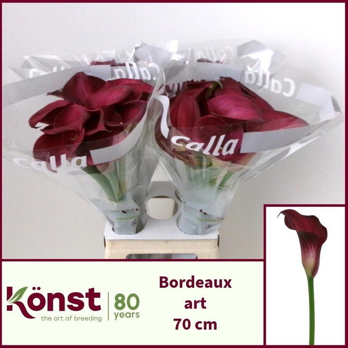 <h4>ZANT BORDEAUX ART</h4>