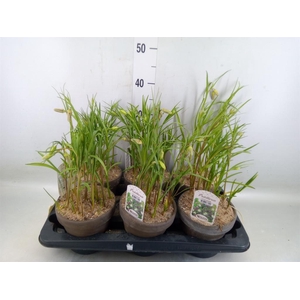 Fritillaria meleagris