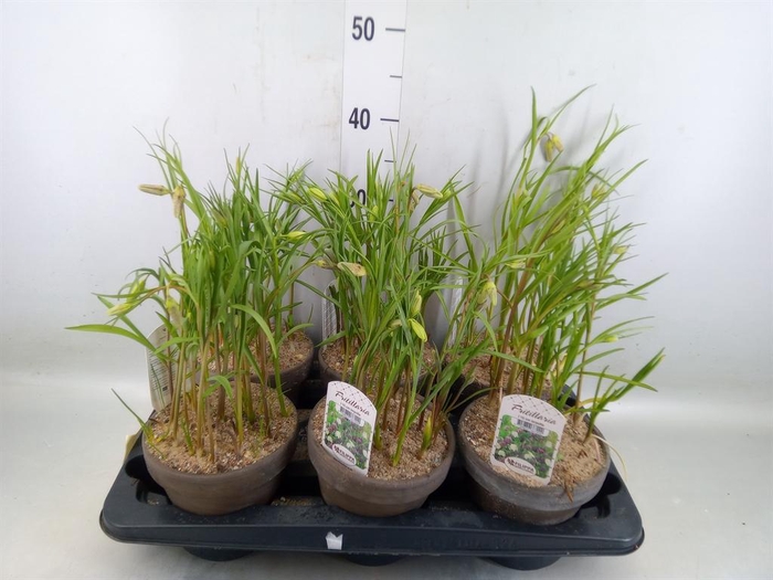 <h4>Fritillaria meleagris</h4>