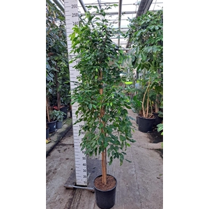 Ficus benja. 'Exotica'