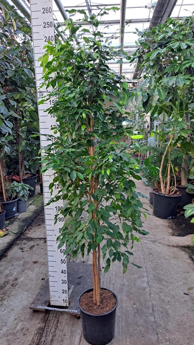 <h4>Ficus benja. 'Exotica'</h4>
