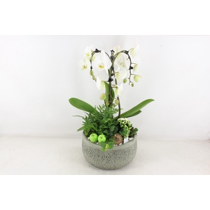 arr2 PL - Ker. barok groen paraplu