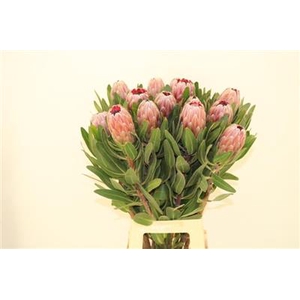 PROTEA PINK ICE 80