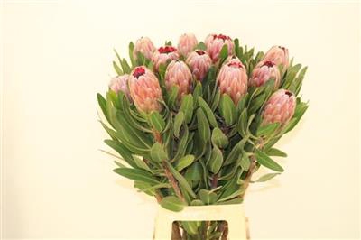 PROTEA PINK ICE 80