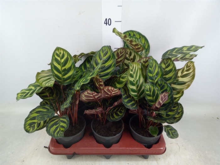 <h4>Calathea makoyana</h4>