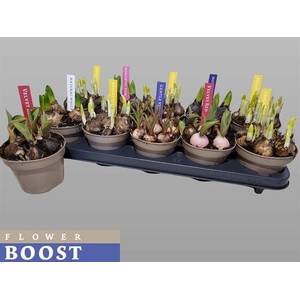 !! PROMO !! BULBS MIXED P12