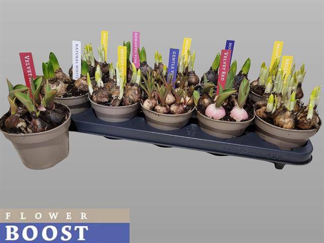<h4>BULBS MIXED P12</h4>