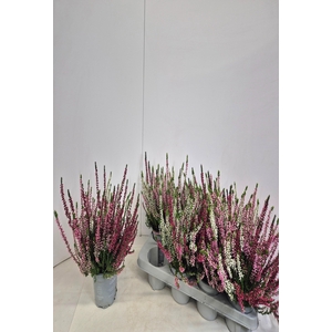 CALLU NOVA GEM 3 KL