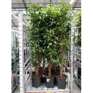 Ficus benja. 'Exotica'