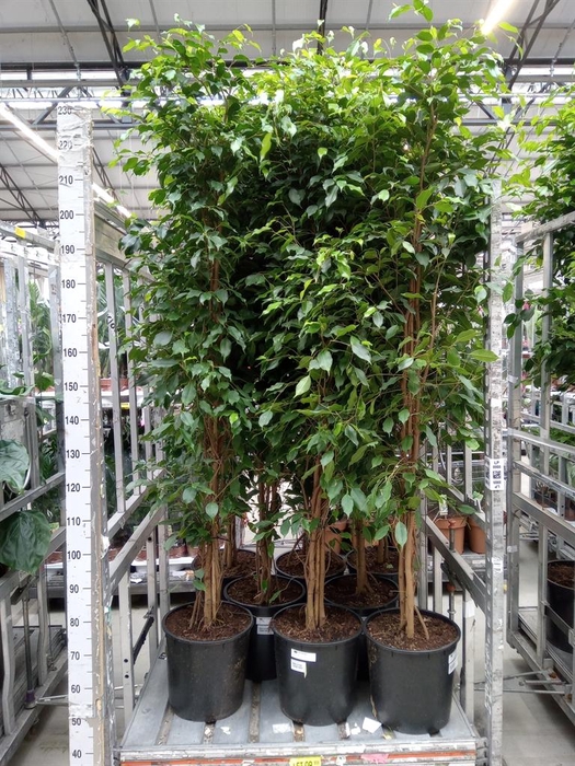 <h4>Ficus benja. 'Exotica'</h4>