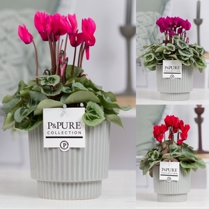 Cyclamen SS Picasso Mix in Ivy Cer. PC