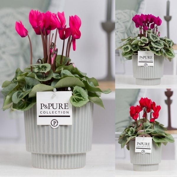 <h4>Cyclamen SS Picasso Mix in Ivy Cer. PC</h4>