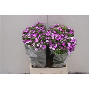 Di Barb Am Lavender 45