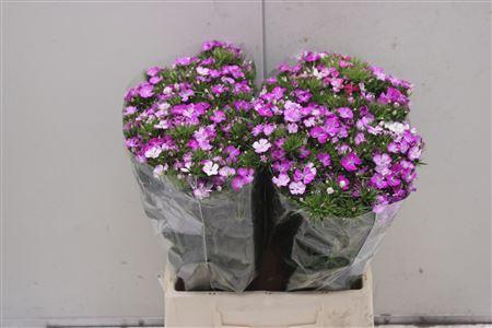 <h4>Di Barb Am Lavender 45</h4>