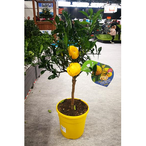 Citrus hystrix