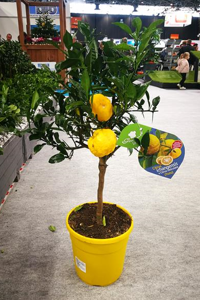 <h4>Citrus hystrix</h4>