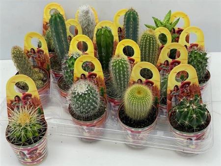 Cactus Gem