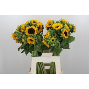 Helianthus Orange Fire
