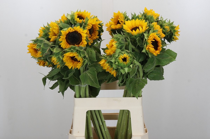 <h4>Helianthus Orange Fire</h4>