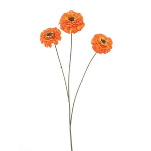 Zinnia elegans spray orange 60cm