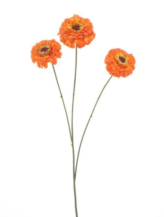 <h4>Zinnia elegans spray orange 60cm</h4>