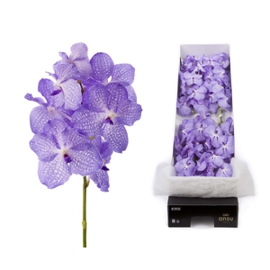Vanda  'Kanchana Angelite'
