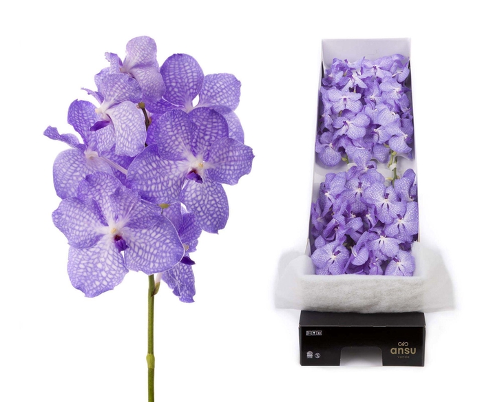 <h4>Vanda 'Kanchana Angelite'</h4>