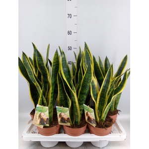 Sansevieria trifa. 'Laurentii'