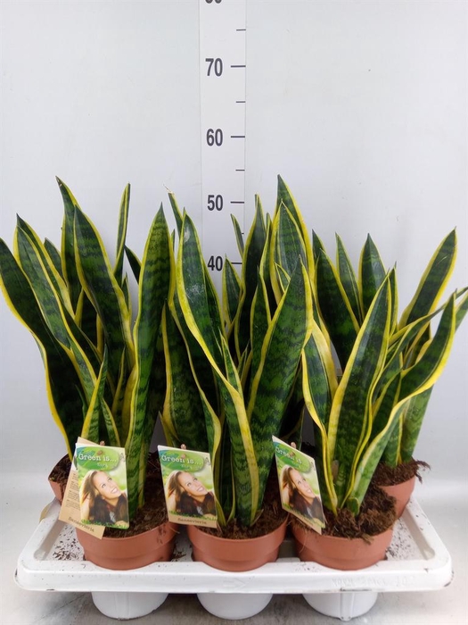 <h4>Sansevieria trifa. 'Laurentii'</h4>
